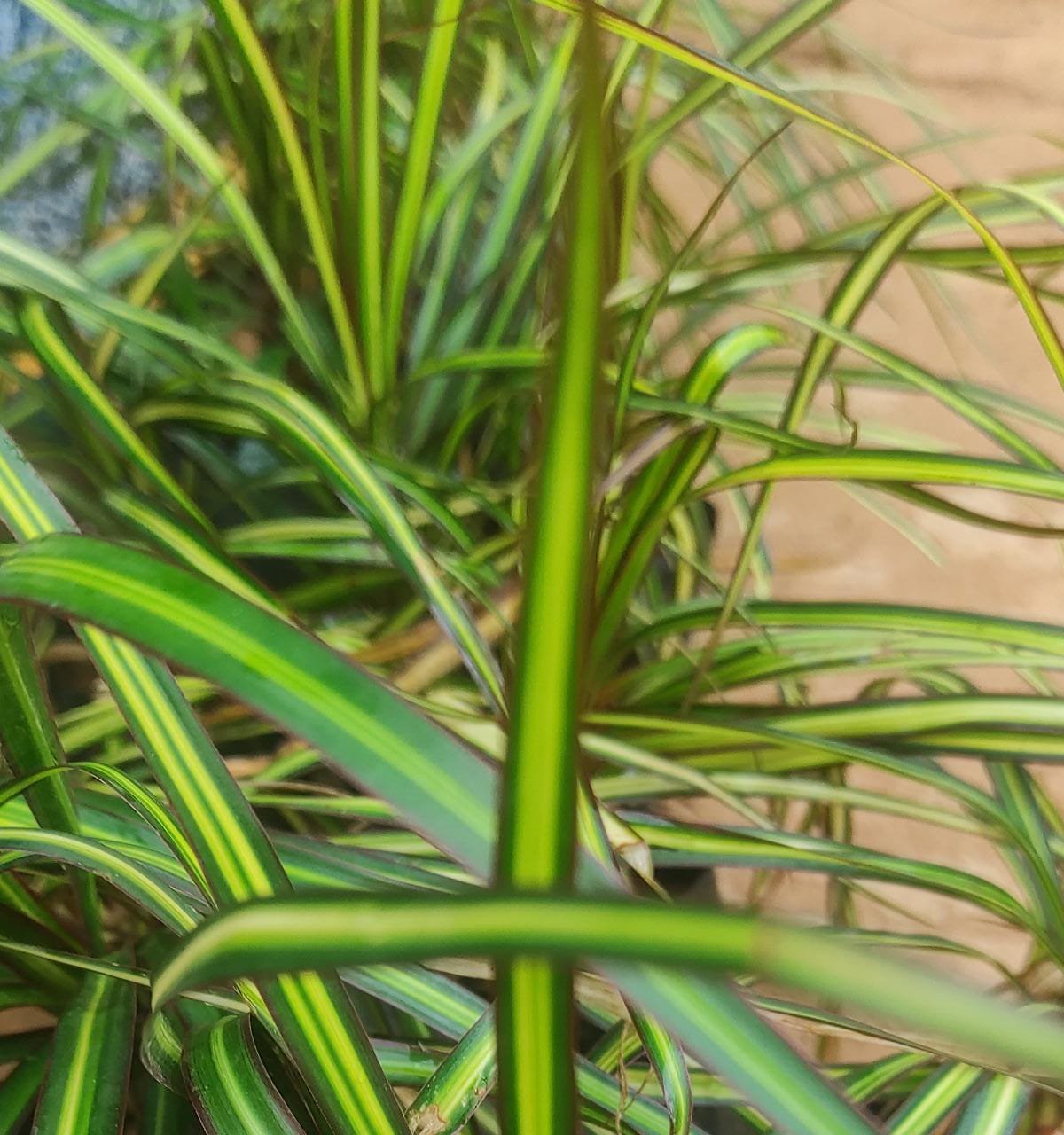Dracaena Colorama neon (single plant) - Image 2