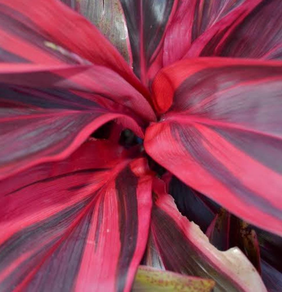 Dracaena Electra/Cordyline Electra (single plant) - Image 5