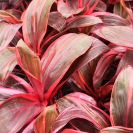 Dracaena Electra/Cordyline Electra (single plant)