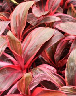 Dracaena Electra/Cordyline Electra (single plant)