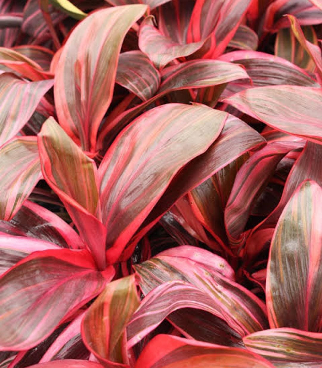 Dracaena Electra/Cordyline Electra (single plant)