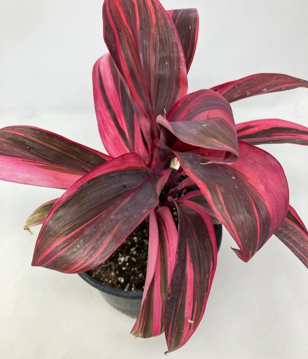 Dracaena Electra/Cordyline Electra (single plant) - Image 3