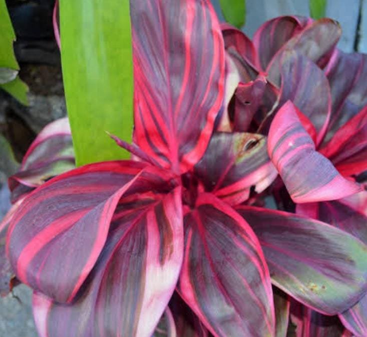 Dracaena Electra/Cordyline Electra (single plant) - Image 6