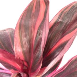 Dracaena Electra/Cordyline Electra (single plant)