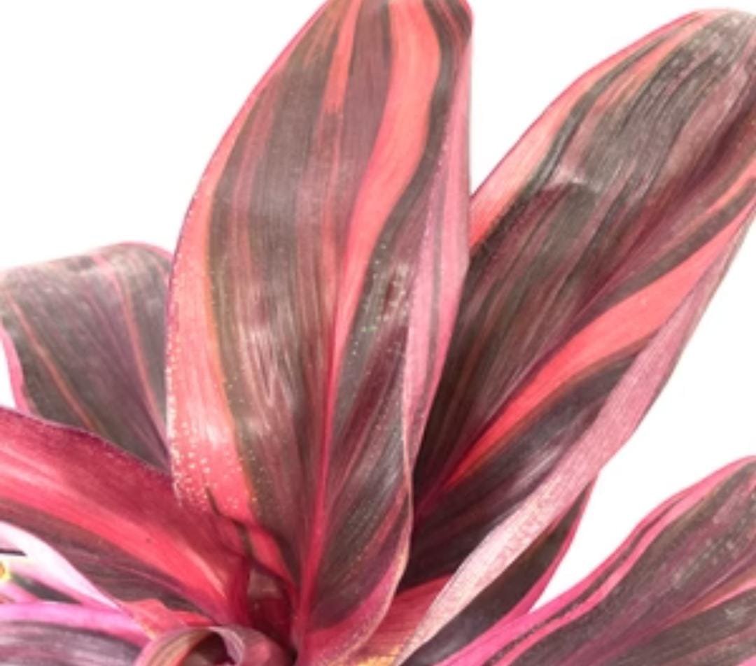 Dracaena Electra/Cordyline Electra (single plant) - Image 2