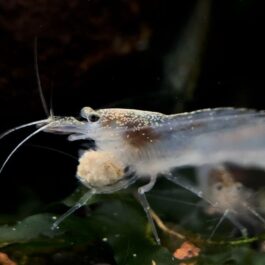 Australian Amano shrimp(3 pcs)