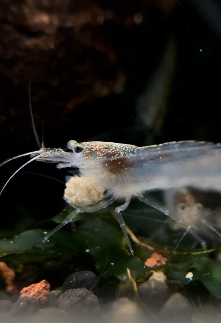Australian Amano shrimp(3 pcs)