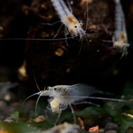 Australian Amano shrimp(3 pcs)