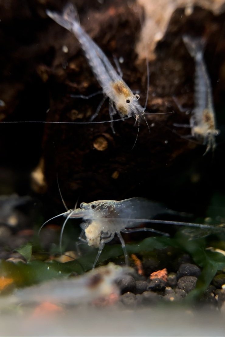 Australian Amano shrimp(3 pcs) - Image 2