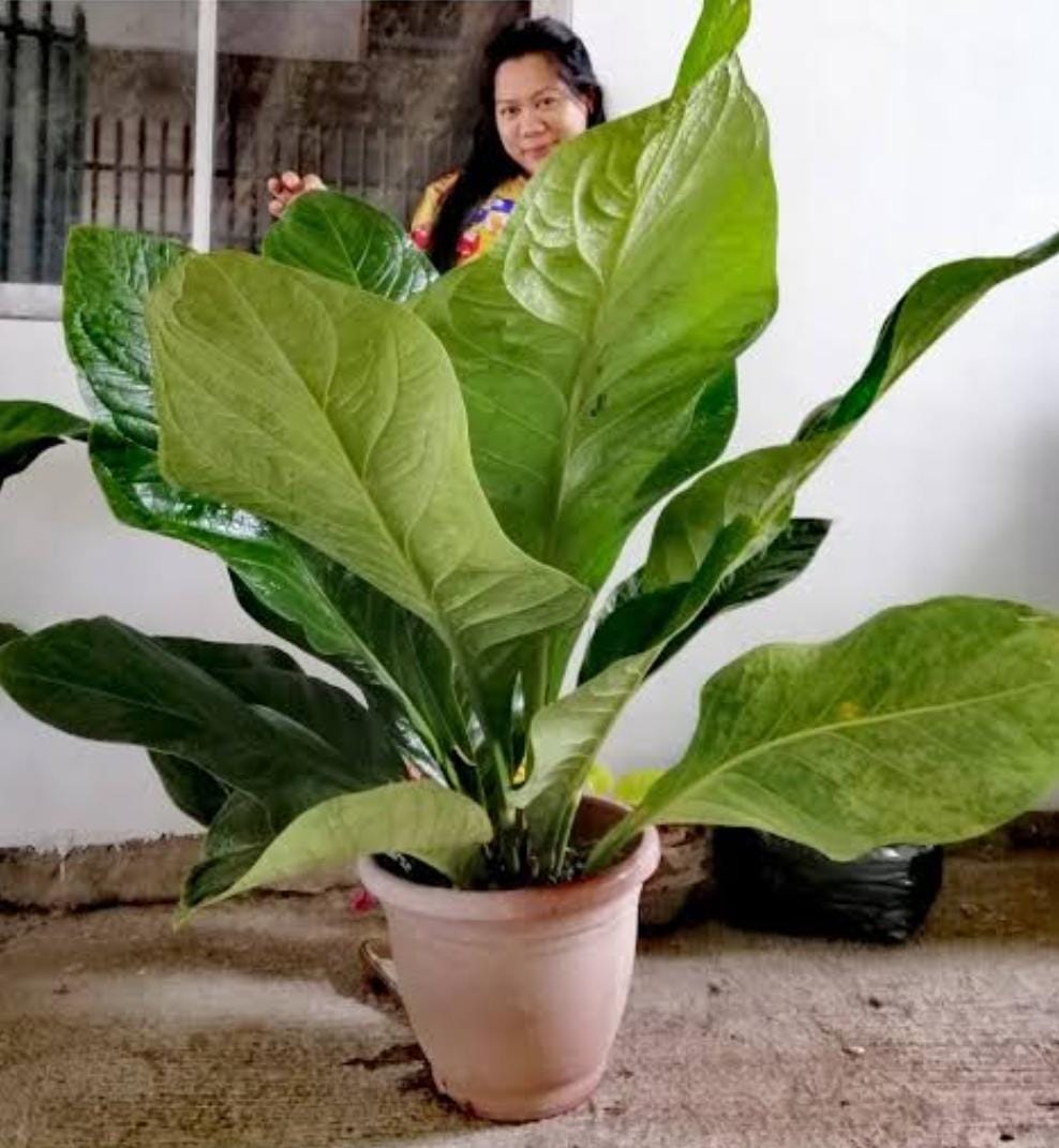 Anthurium Jenmanii (single plant) - Image 6
