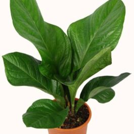 Anthurium Jenmanii (single plant)