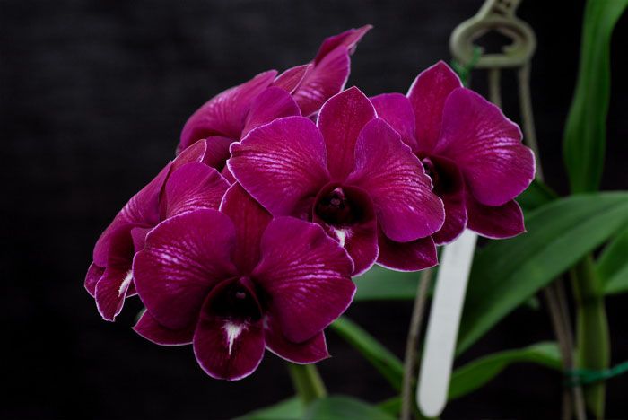 Orchid combo 1 (Dendrobium 5 plants) - Image 5