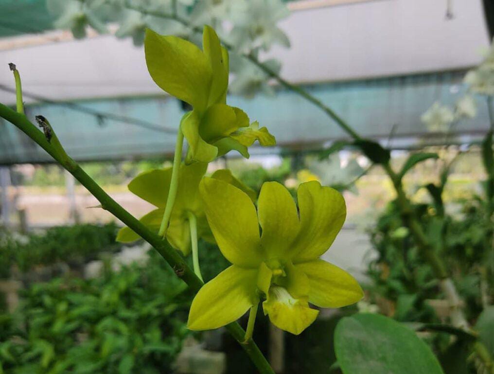 Orchid combo 1 (Dendrobium 5 plants) - Image 6