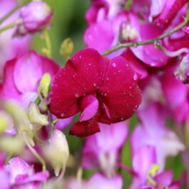 Orchid combo 1 (Dendrobium 5 plants)