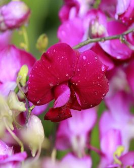 Orchid combo 1 (Dendrobium 5 plants)