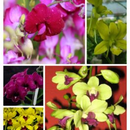 Orchid combo 1 (Dendrobium 5 plants)