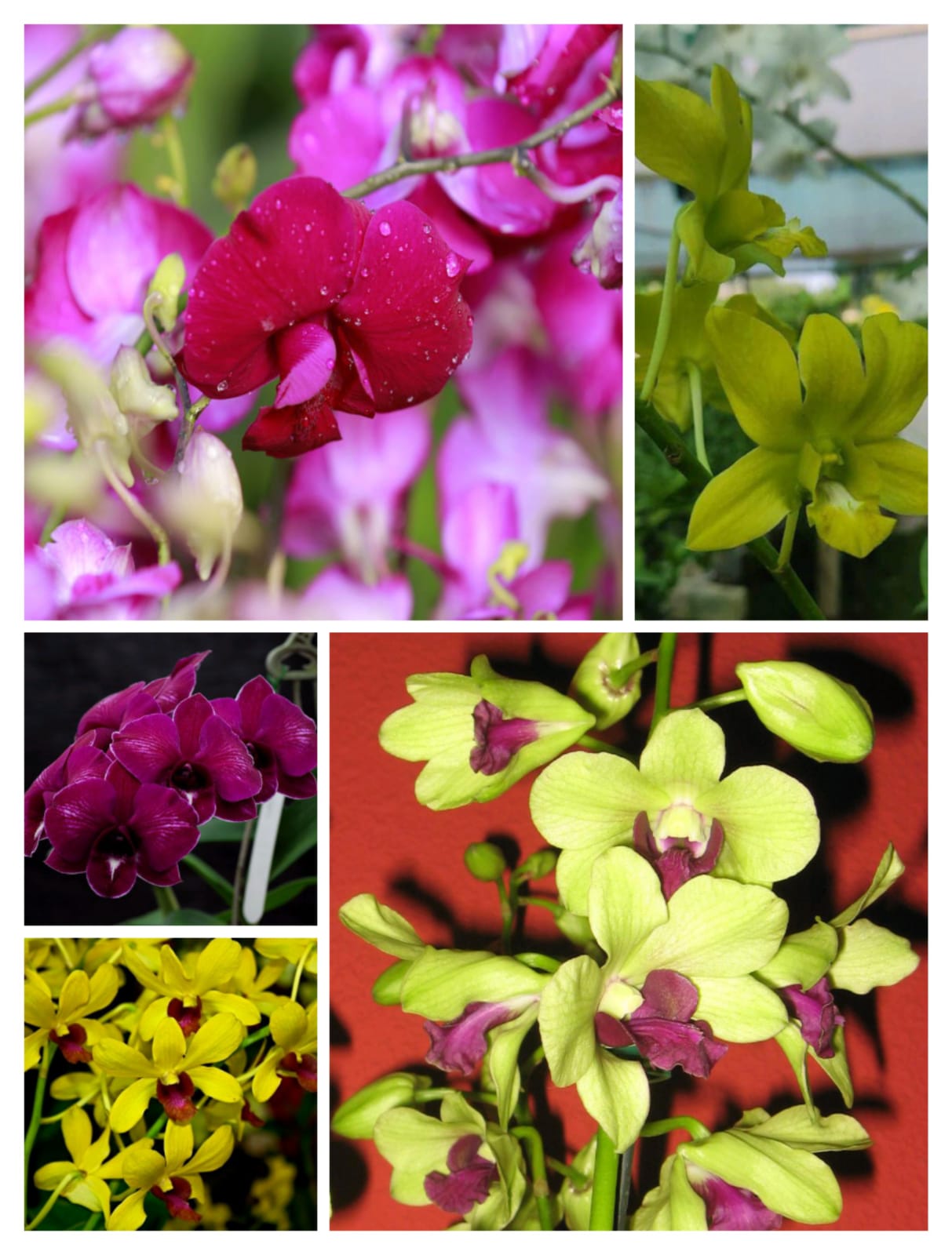 Orchid combo 1 (Dendrobium 5 plants)