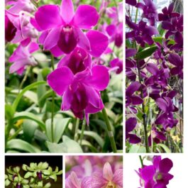 Orchid combo 3 (Dendrobium 5 plants)