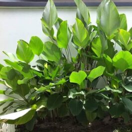 Calathea lutea (single plant)