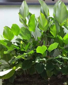 Calathea lutea (single plant)