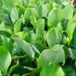 Calathea lutea (single plant)