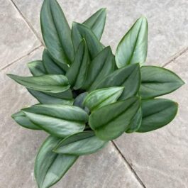 Pothos satin moonlight/ Scindapsus Treubii Moonlight pothos (single plant)