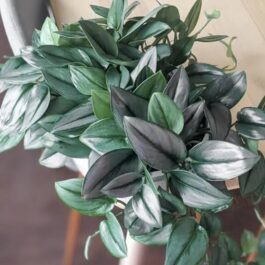 Pothos satin moonlight/ Scindapsus Treubii Moonlight pothos (single plant)