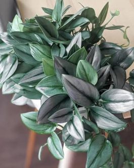 Pothos satin moonlight/ Scindapsus Treubii Moonlight pothos (single plant)