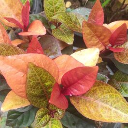 Golden net bush ‘sunset’/pseuderanthemum ‘sunset’ (single plant)