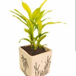 Golden Lucky bamboo plant/ Dracaena Sanderiana gold (Single Plant)