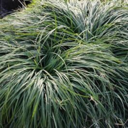 Tall mondo grass (plant clump)