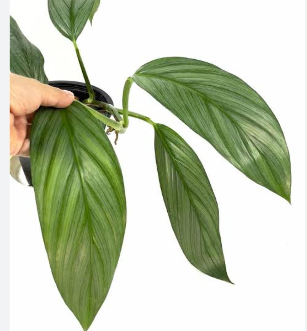 Monstera silver streak (large single plant) - Image 5