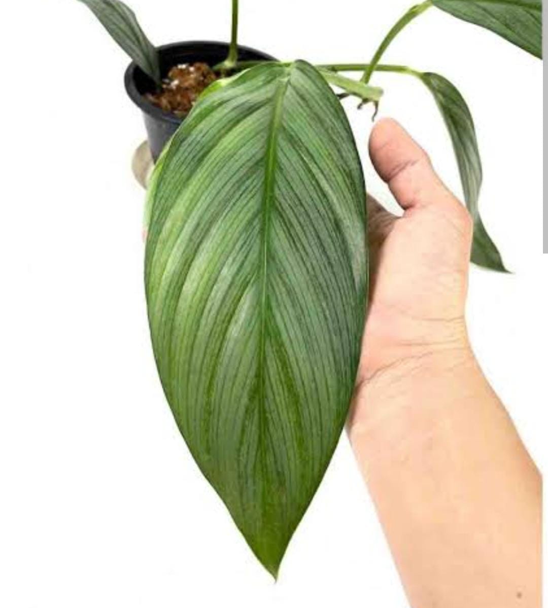 Monstera silver streak (large single plant) - Image 6