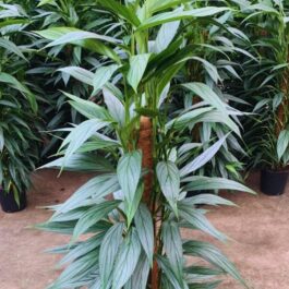 Monstera silver streak (large single plant)