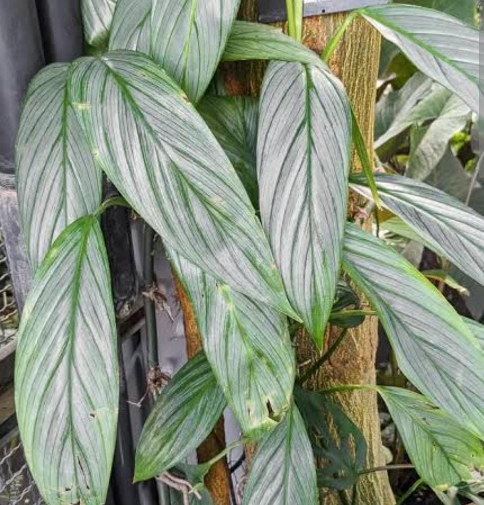Monstera silver streak (large single plant) - Image 4