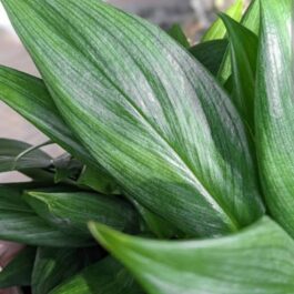 Monstera silver streak (large single plant)