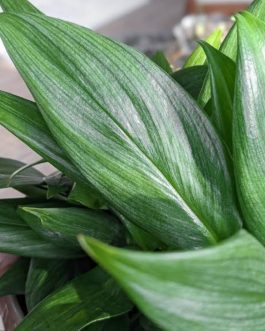 Monstera silver streak (large single plant)
