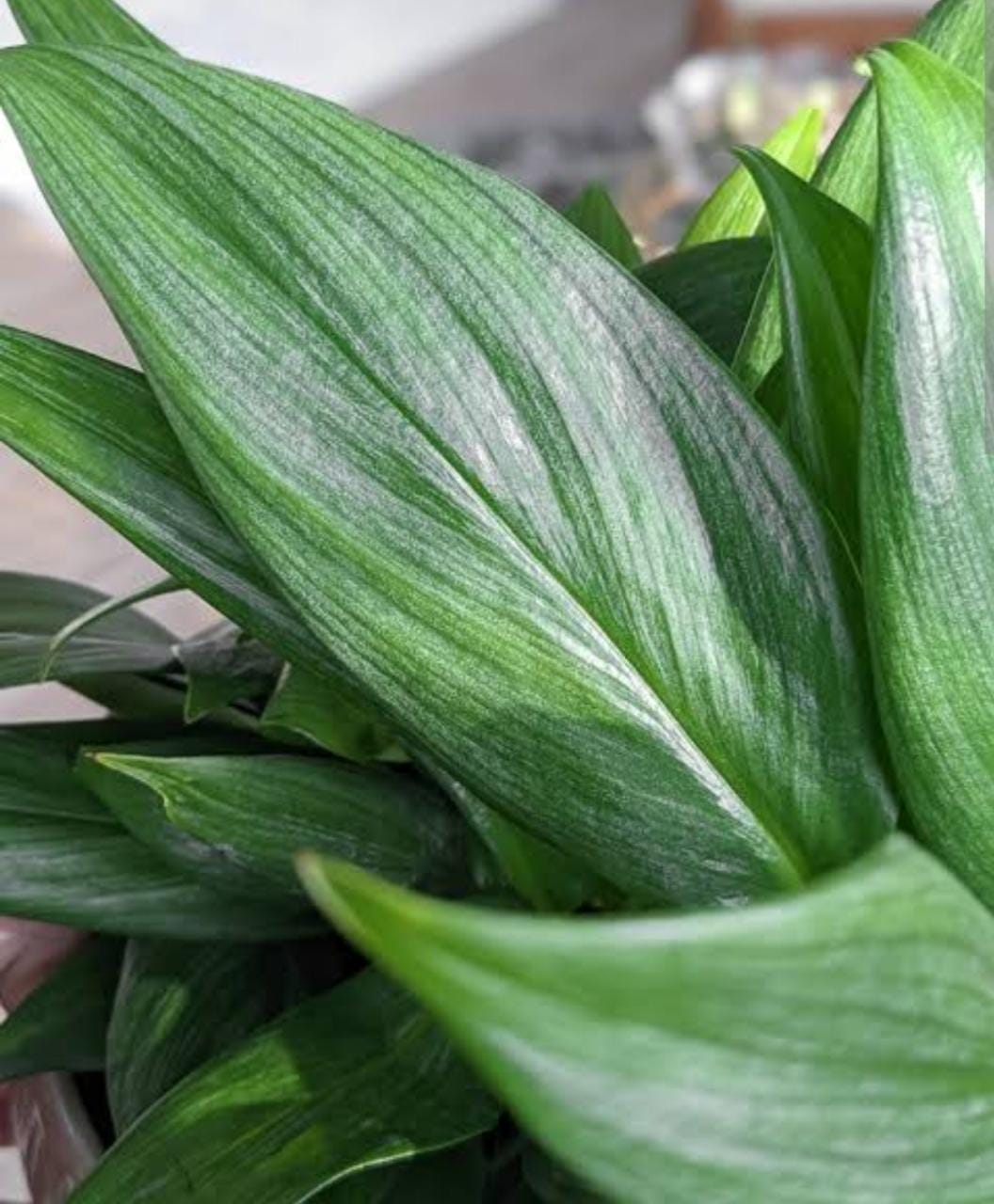 Monstera silver streak (large single plant) - Image 2