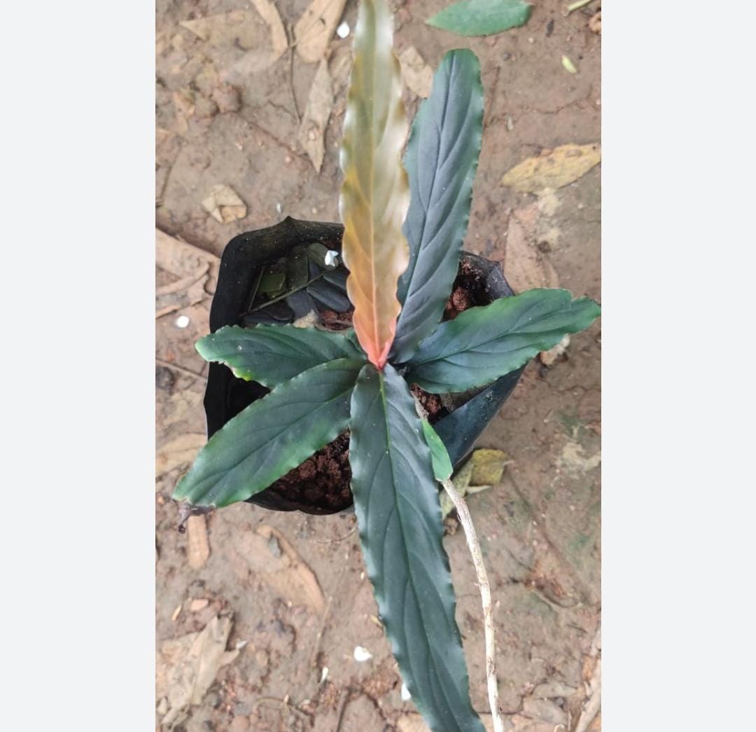 Monstera glaucous/ Rhodospatha glaucous/ Rhodospatha sp. peru glaucous (single plant) - Image 3