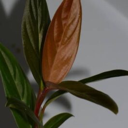 Monstera glaucous/ Rhodospatha glaucous/ Rhodospatha sp. peru glaucous (single plant)