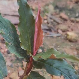 Monstera glaucous/ Rhodospatha glaucous/ Rhodospatha sp. peru glaucous (single plant)
