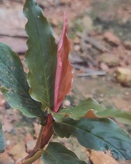 Monstera glaucous/ Rhodospatha glaucous/ Rhodospatha sp. peru glaucous (single plant)