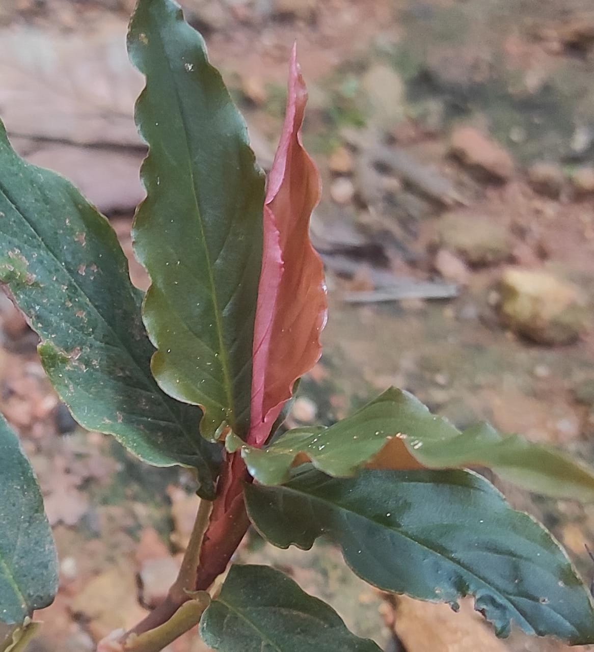 Monstera glaucous/ Rhodospatha glaucous/ Rhodospatha sp. peru glaucous (single plant) - Image 2