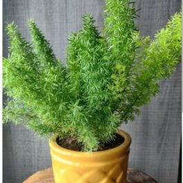 Asparagus Meyeri (plant clump)