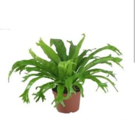 Fish tail birds nest fern (single plant)