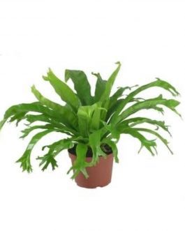 Fish tail birds nest fern (single plant)