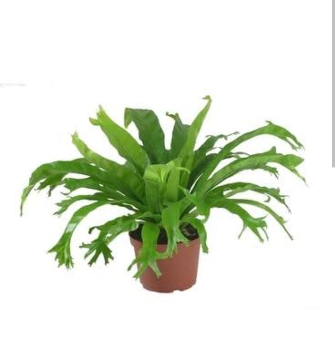 Fish tail birds nest fern (single plant) - Image 2