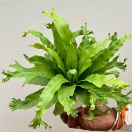 Fish tail birds nest fern (single plant)