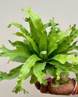 Fish tail birds nest fern (single plant)