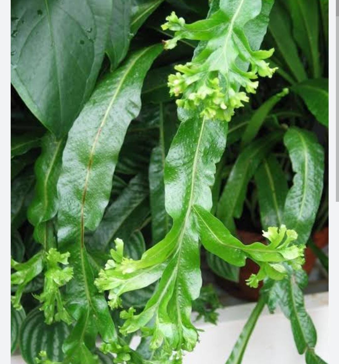 Fish tail birds nest fern (single plant) - Image 4